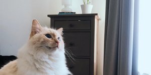 Ο Ιζολα ο γάτος