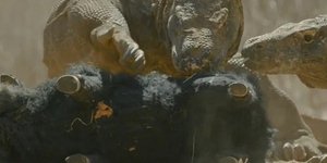 Δράκοι του Κομόντο τρώνε τον ψεύτικο χοίρο