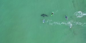 Εικόνα drone αποτυπώνει λευκό καρχαρία πολύ κοντά σε σέρφερ