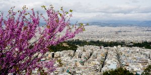 μοβ δεντρο αθηνα