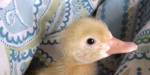 Ένα από τα τρία παπάκια που εκκολάφτηκαν στο σπίτι Βρετανής