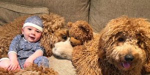 Σκύλος αγοράκι στον καναπέ