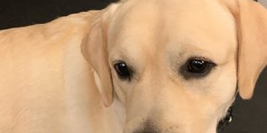 Ο σκύλος του Νίκου Χατζηνικολάου, Snow