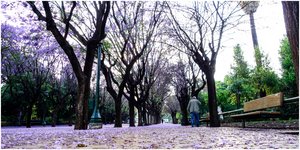 Η Αθήνα γεμάτη με τζακαράντες -Τα υπέροχα δέντρα με μωβ λουλούδια