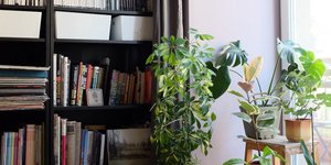 Bιβλιοθήκη σε διαμέρισμα με φυτά