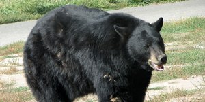 Αντιμέτωπος με μια μαύρη αρκούδα σαν κι αυτή ήρθε ο 54χρονος στο Κολοράντο
