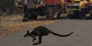 Αυστραλία καγκουρό τρέχει