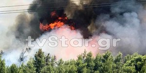 Φωτιά στο πευκοδάσος του Θεολόγου