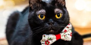 Ο μαύρος γάτος Κορνήλιος με τα άσπρα φρύδια