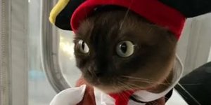 Η γάτα ντυμένη πειρατής