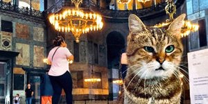 Γάτα Αγιά Σοφιά