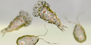 ΗΠΑ αμοιβάδα