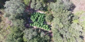 Κέρκυρα φυτείες δενδρυλλίων κάνναβης