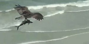 Αρπακτικό πουλί που κρατά ένα πελώριο ψάρι