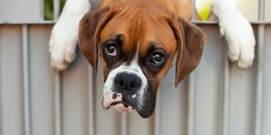 Ενα όμορφο μπόξερ