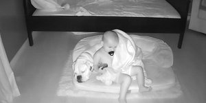 σκύλος μωρό