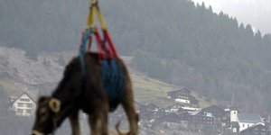 Αγελάδα πετά πάνω από την ελβετική ύπαιθρο