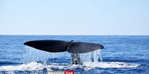 Απίστευτο: Φάλαινα φυσητήρας μήκους 20 μέτρων στη Μάνη!
