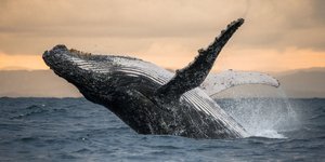 Μεγάπτερη φάλαινα στη θάλασσα