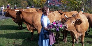 Αγελάδες στην γερμανική εξοχή