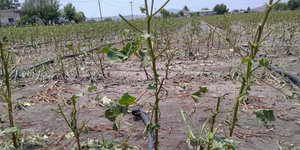 καταστρφές σε καλλιέργειες 