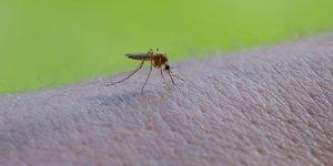 Κουνούπι πάνω σε χέρι