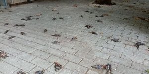 Νεκρά πουλιά στην παραλία της Χαλκίδας