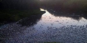 Θράκη: Δεκάδες νεκρά ψάρια στον ποταμό Κομψάτο