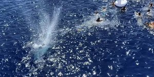 Η στιγμή που οι σφαίρες σφυρίζουν γύρω από τον καρχαρία