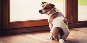 σκύλος σε διαμέριμα 