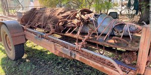 Ο τεράστιος κροκόδειλος μεταφέρθηκε σε φάρμα για αναπαραγωγή