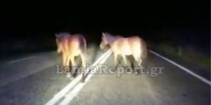 Φθιώτιδα: Οδηγοί «πέφτουν» πάνω σε άλογα στη μέση του δρόμου