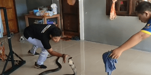 Επιασε τεράστια κόμπρα με γυμνά χέρια