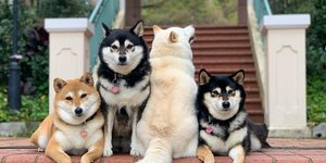 Σκύλος με λευκό τρίχωμα γυρίζει την πλάτη του στον φακό 