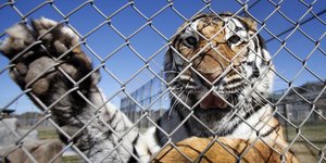 Γερμανία: Η WWF και οι ζωολογικοί κήποι θέλουν να απαγορεύσουν το εμπόριο τίγρεων