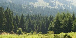 Τρίκαλα: Ενα ταξίδι στους μοναδικούς βιοτόπους Natura 2000 - Σπάνια χλωρίδα και πανίδα