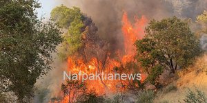 Φωτιά σε δασική έκταση -Στην περιοχή Τρίκορφο