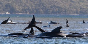 Δεκάδες φάλαινες έχουν εξωκείλει στο νησί Τασμανία 