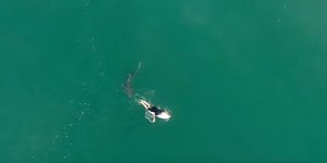 Η στιγμή που ο καρχαρίας χυμάει στον επαγγελματία σέρφερ στην Αυστραλία