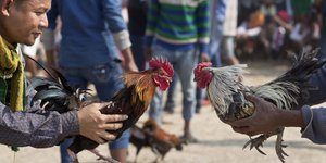 Άνδρες κατούν κόκορές έτοιμους να ξεκινήσουν κοκορομαχία στις Φιλιππίνες