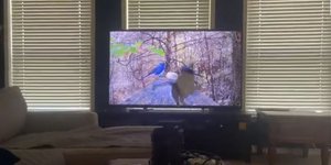 Η στιγμή που η γάτα επιτίθεται στην τηλεόραση