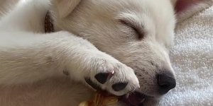 Τζένιφερ Ανιστον σκύλος