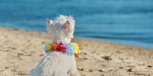 Λευκός σκύλος