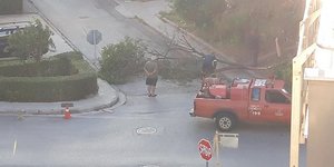 Πτώσεις δέντρων