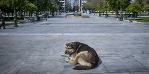 σκυλος στο Συνταγμα 