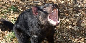 Διάβολος της Τασμανίας