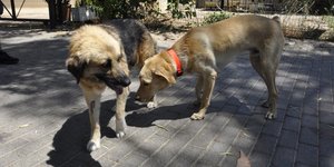 Αδέσποτοι σκύλοι