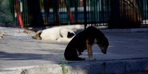 Αδέσποτα σκυλιά σε πεζοδρόμιο