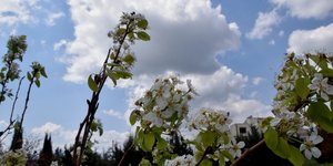 Ανθη και σύννεφα