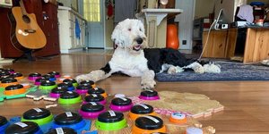 σκυλίτσα που μιλά